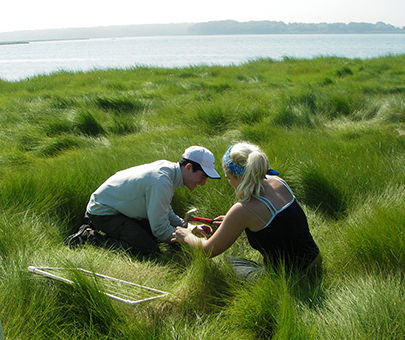 Biology students conduct field work in a salt marsh. 