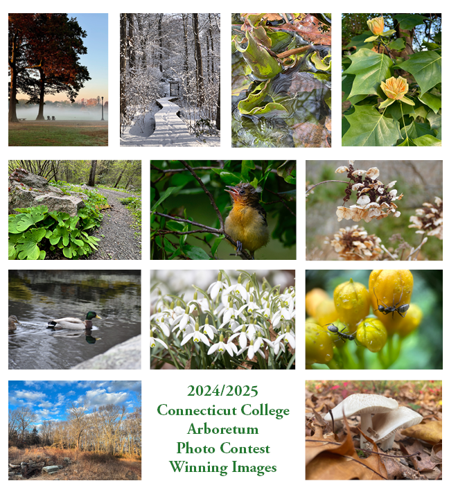 A collage of the 12 winning image photographs for the 2024/2025 Connecticut College Arboretum Photo Contest