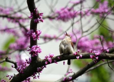 A photo of a wren signing while perched on a redbud tree in bloom taken by photographer Laura Frommer Hall
