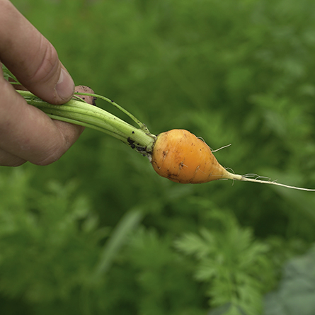 Conn partners with University of Michigan to address food insecurity in New London