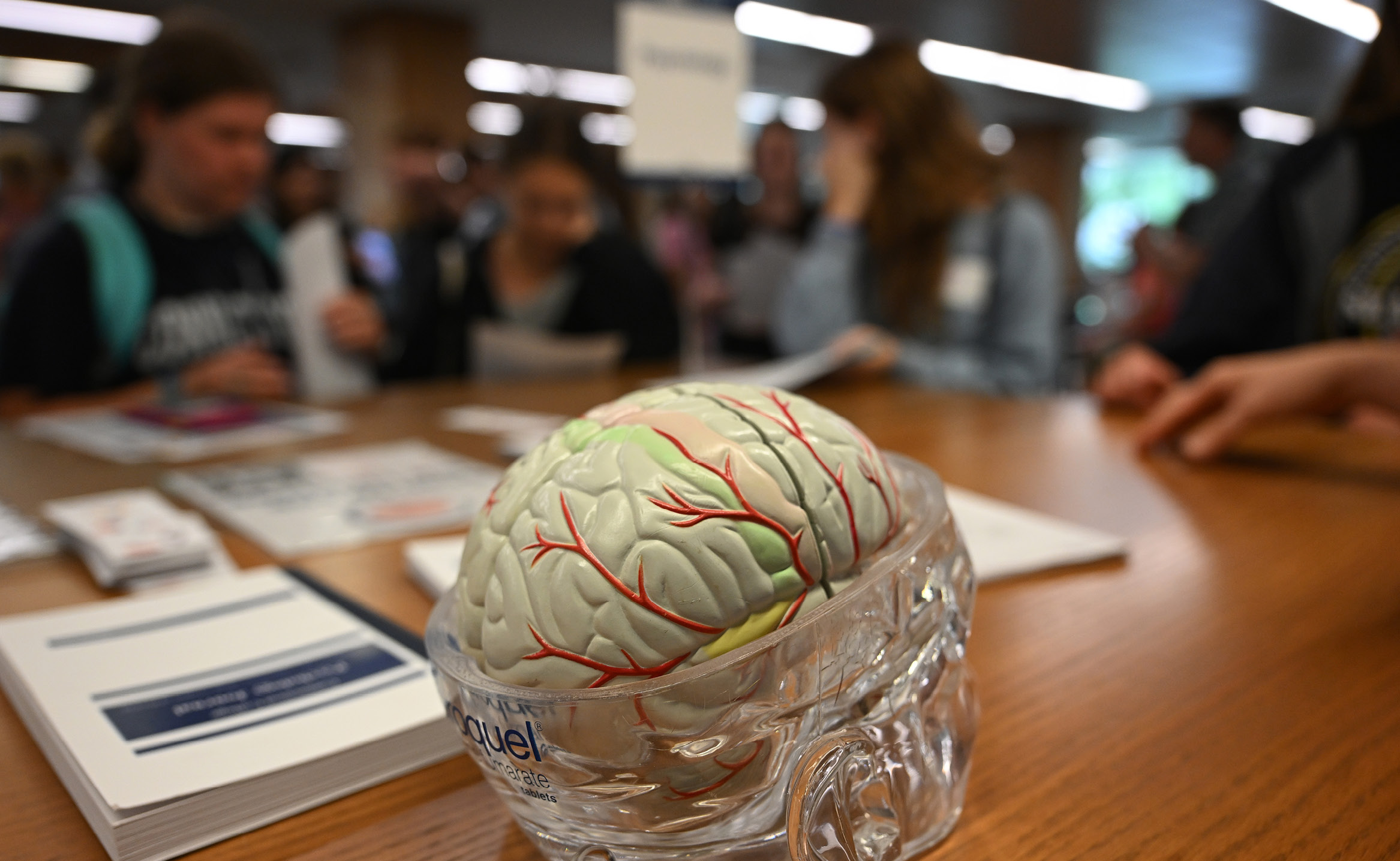A close-up of a brain model at the new student Academic Fair.