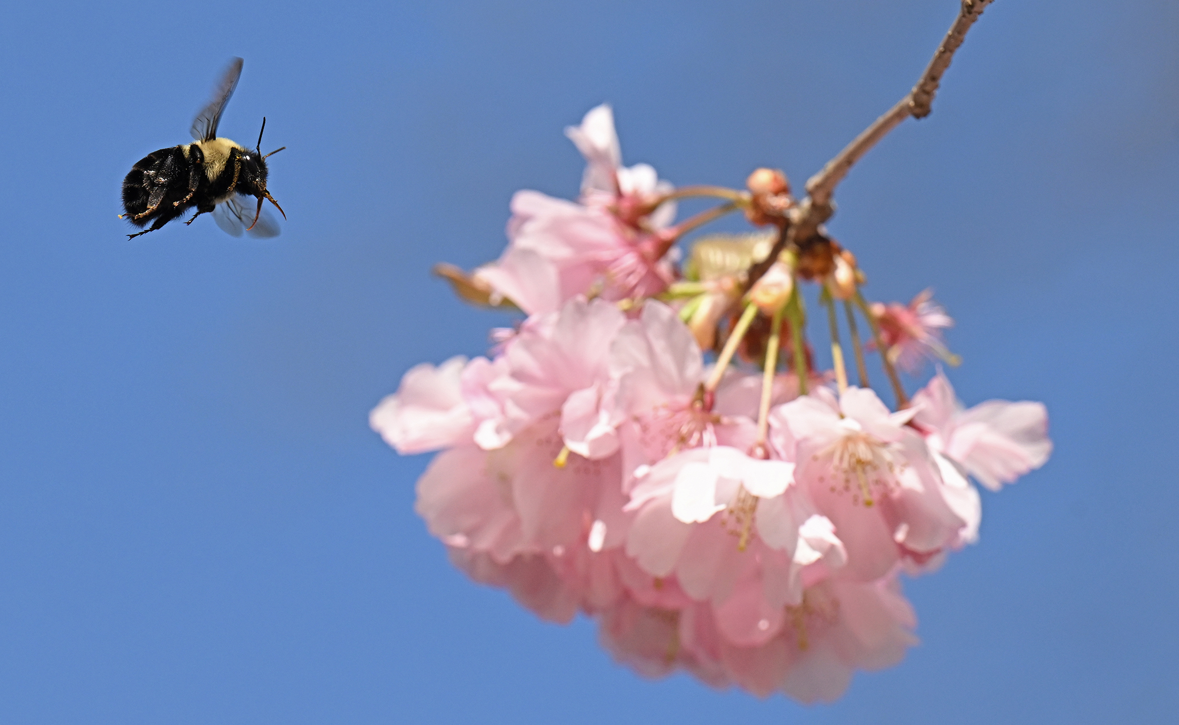 A bumblebee hunts for nectar on a cherry blossom.