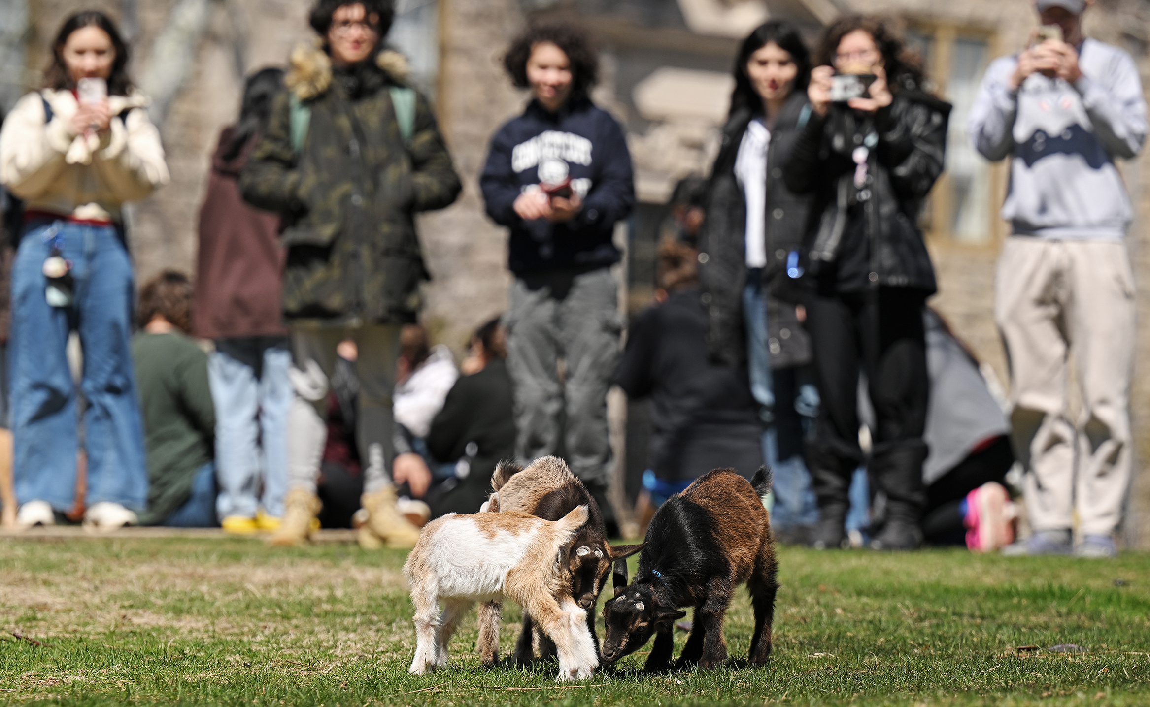 Students watch as baby goats frolic on the campus green.