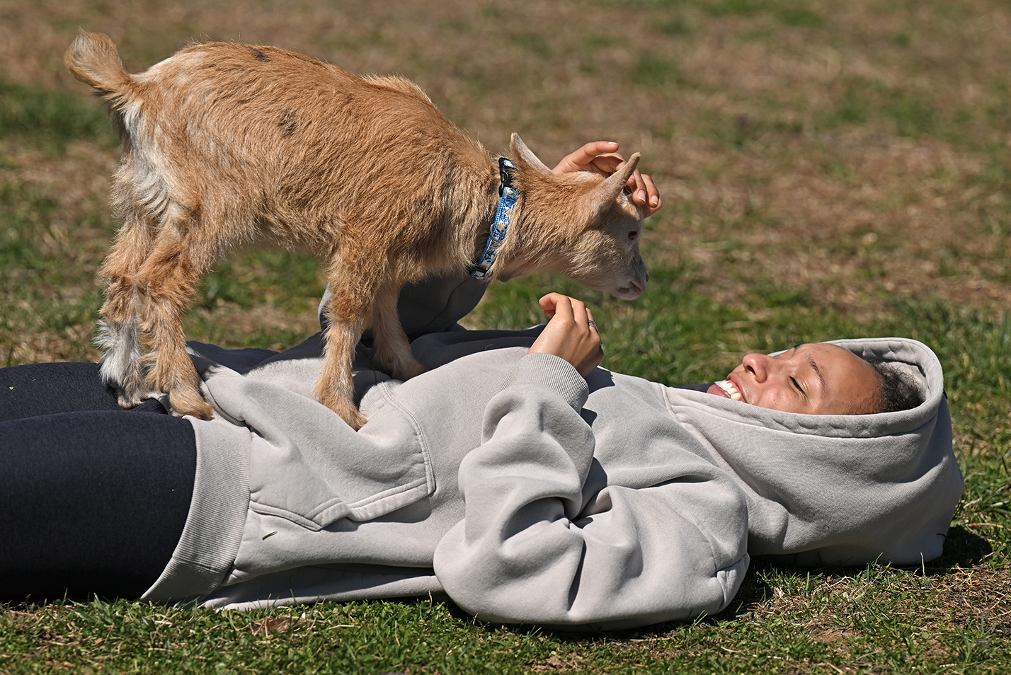 A student laughs as a baby goat climbs on her chest while laying on the grass.