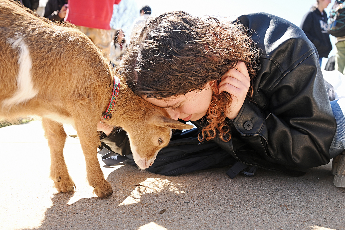 A student leans close to rub heads with a baby goat.