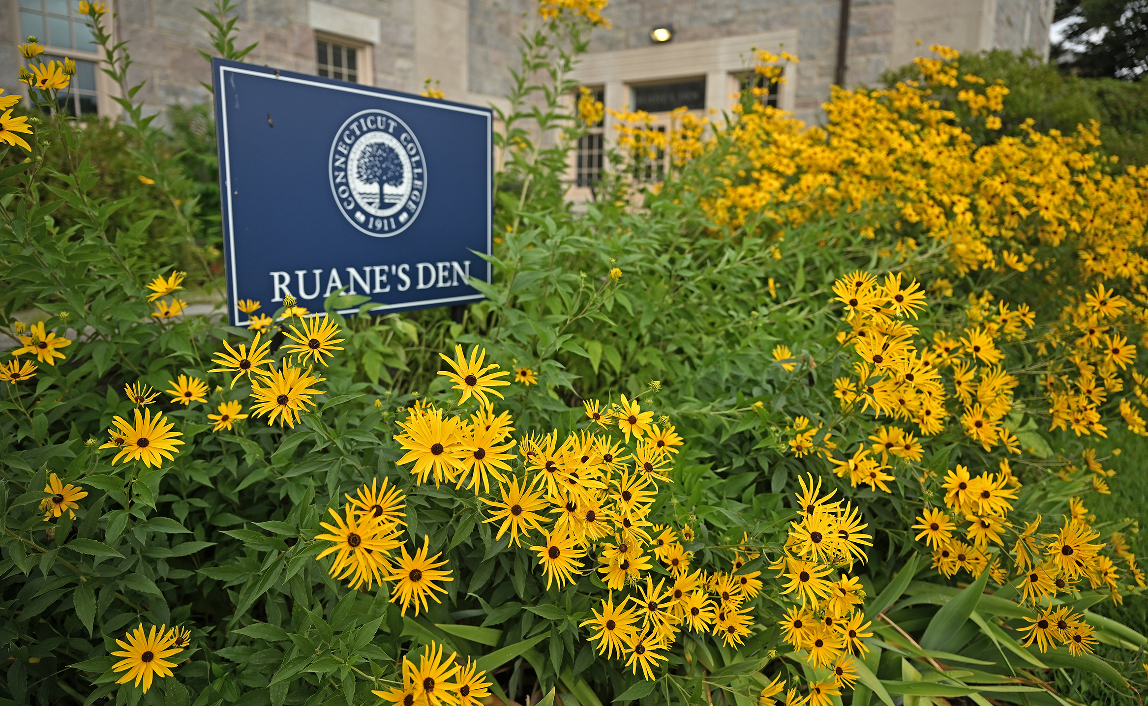 Black eyed susan flowers surround a sign for a college coffee shop.