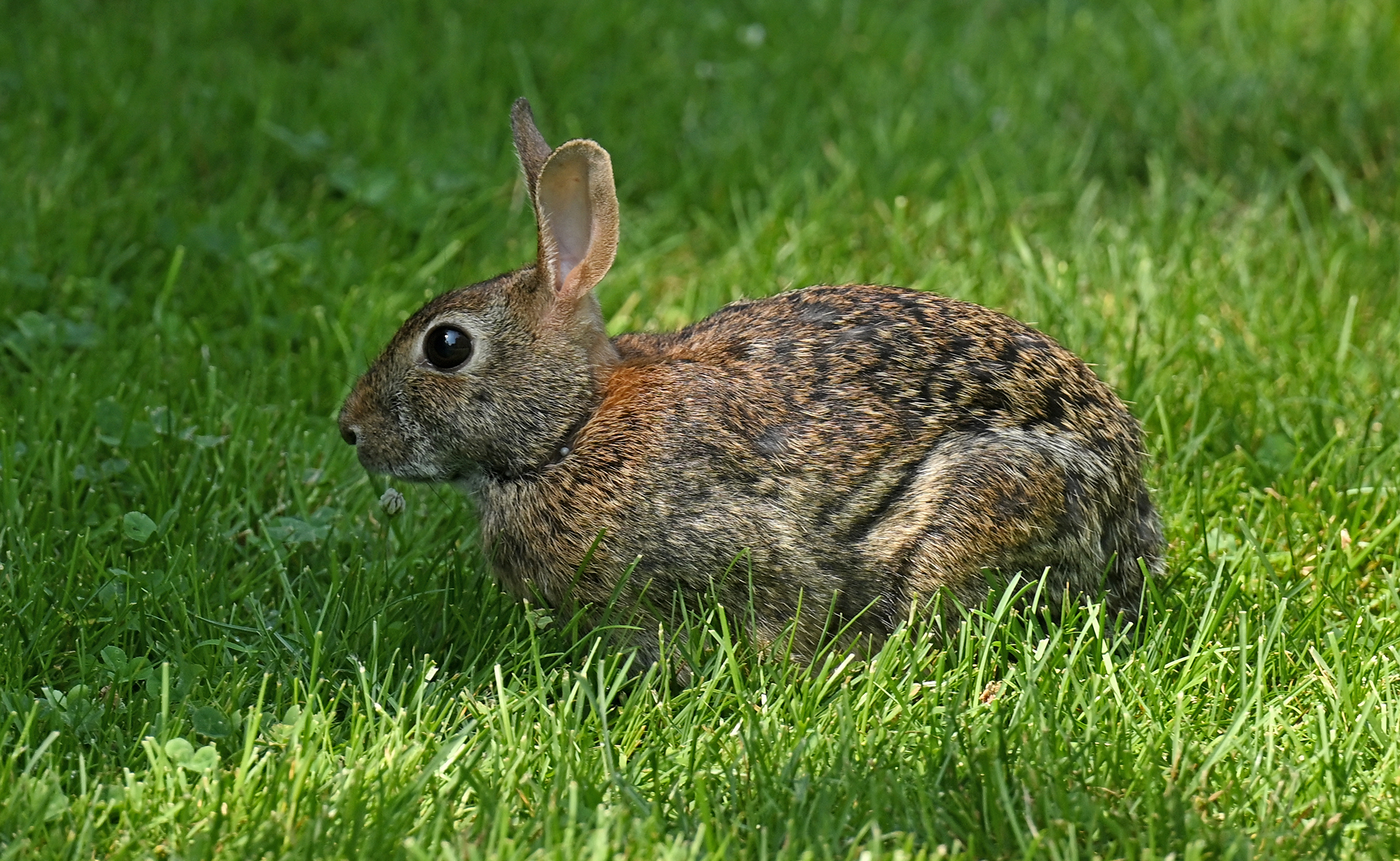 A rabbit stands in the grass.