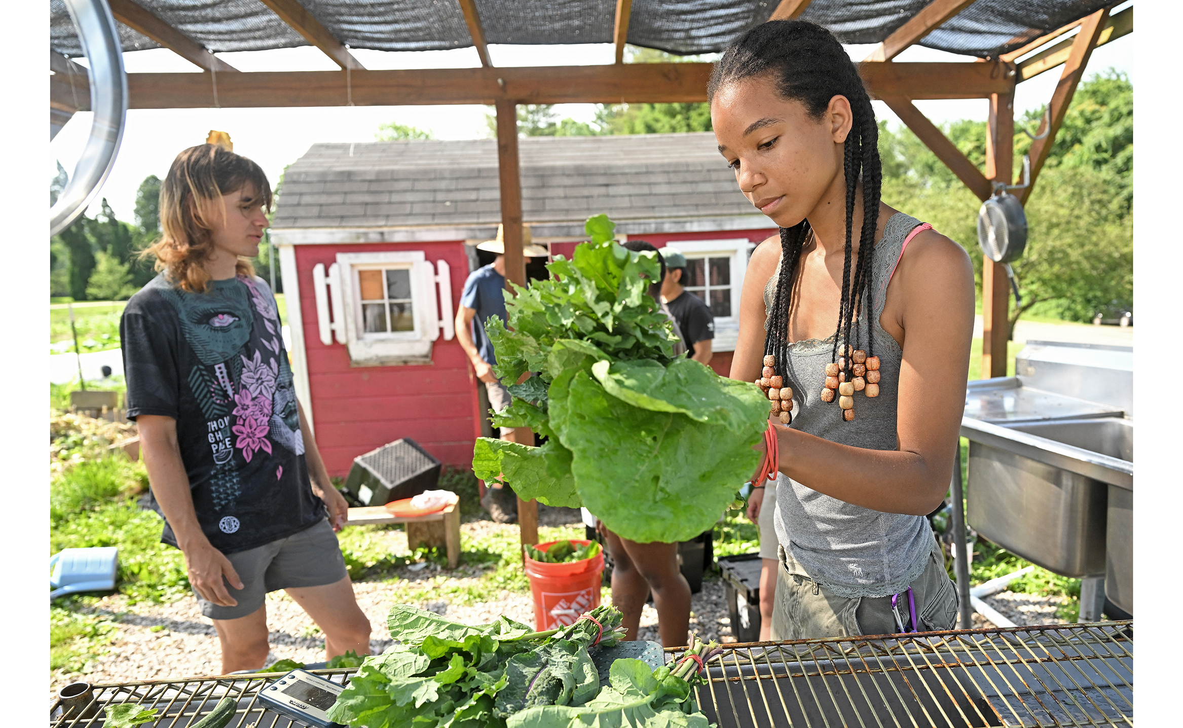 Two student sustainable garden interns clean and weigh bunches of lettuce in an outdoor workspace.