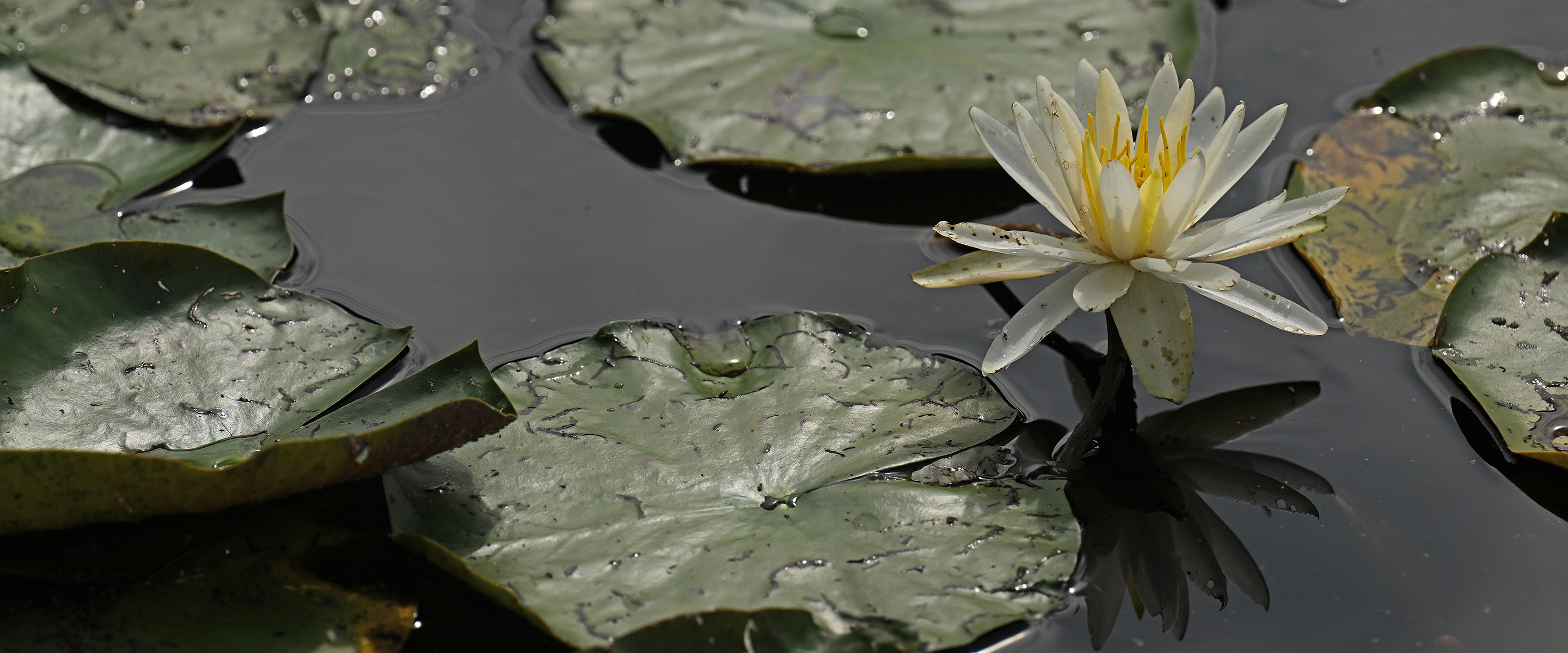 A water lily blossom blooms amidst a pond full of lily pads.