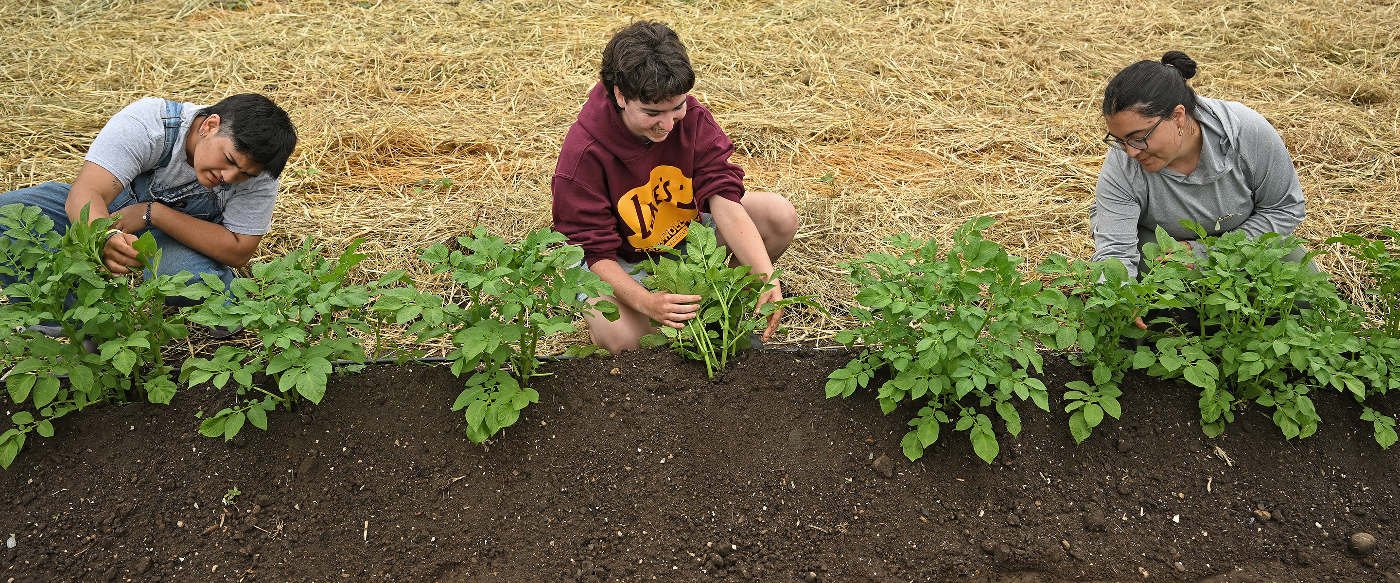 Student gardeners check potato plants for pests.