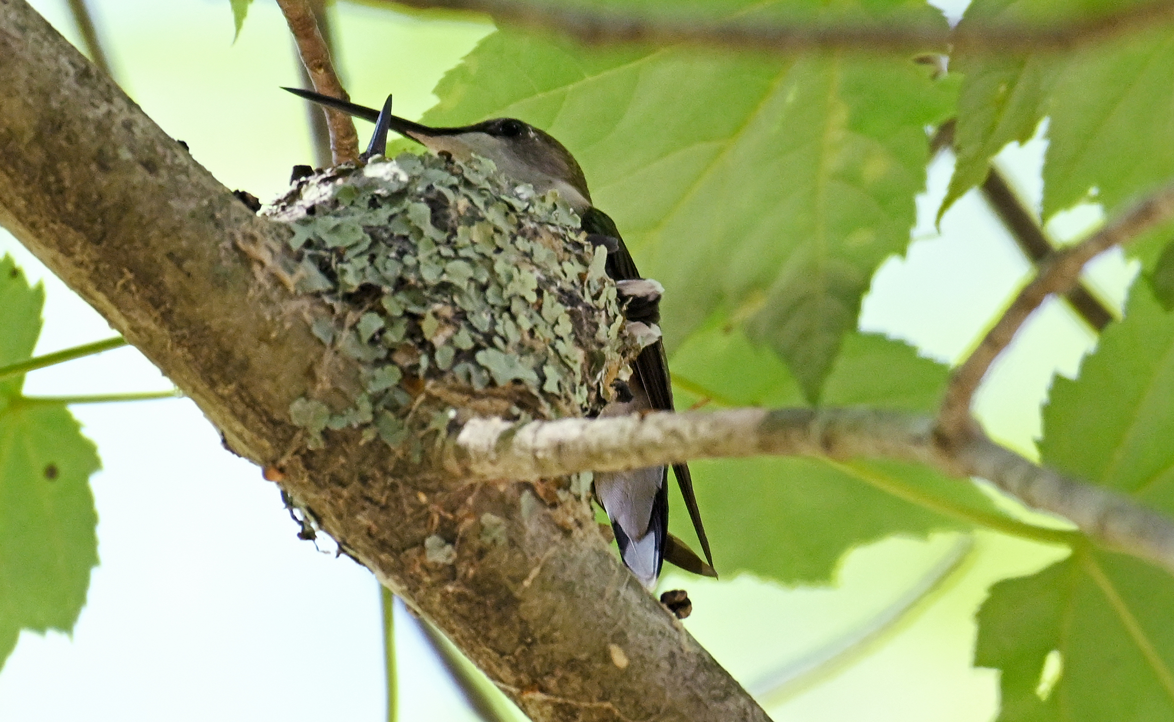 A female ruby-throated hummingbird perches on its nest in a tree to feed its young.