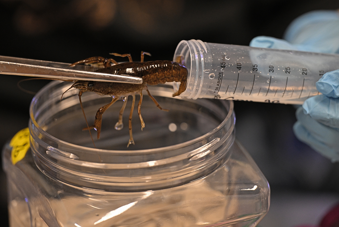 A student researcher moves a crayfish out of a test tube using large tweezers in a biology laboratory.