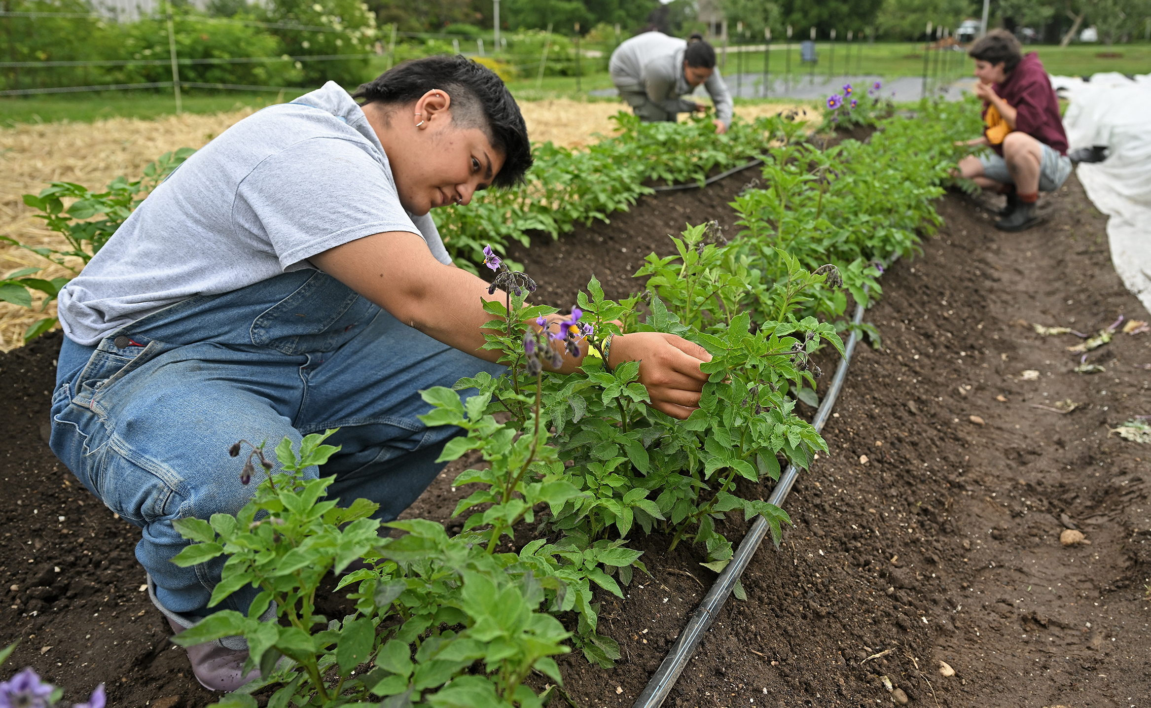 A student gardener checks potato plants for pests