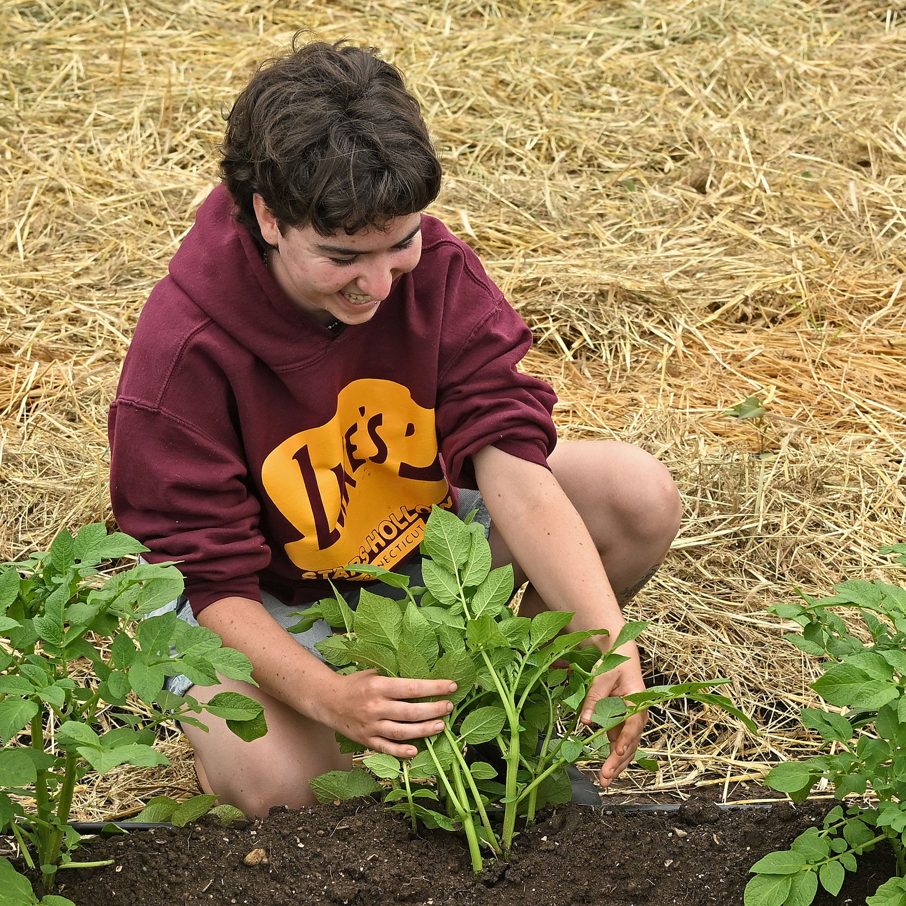 A student gardener checks potato plants for pests