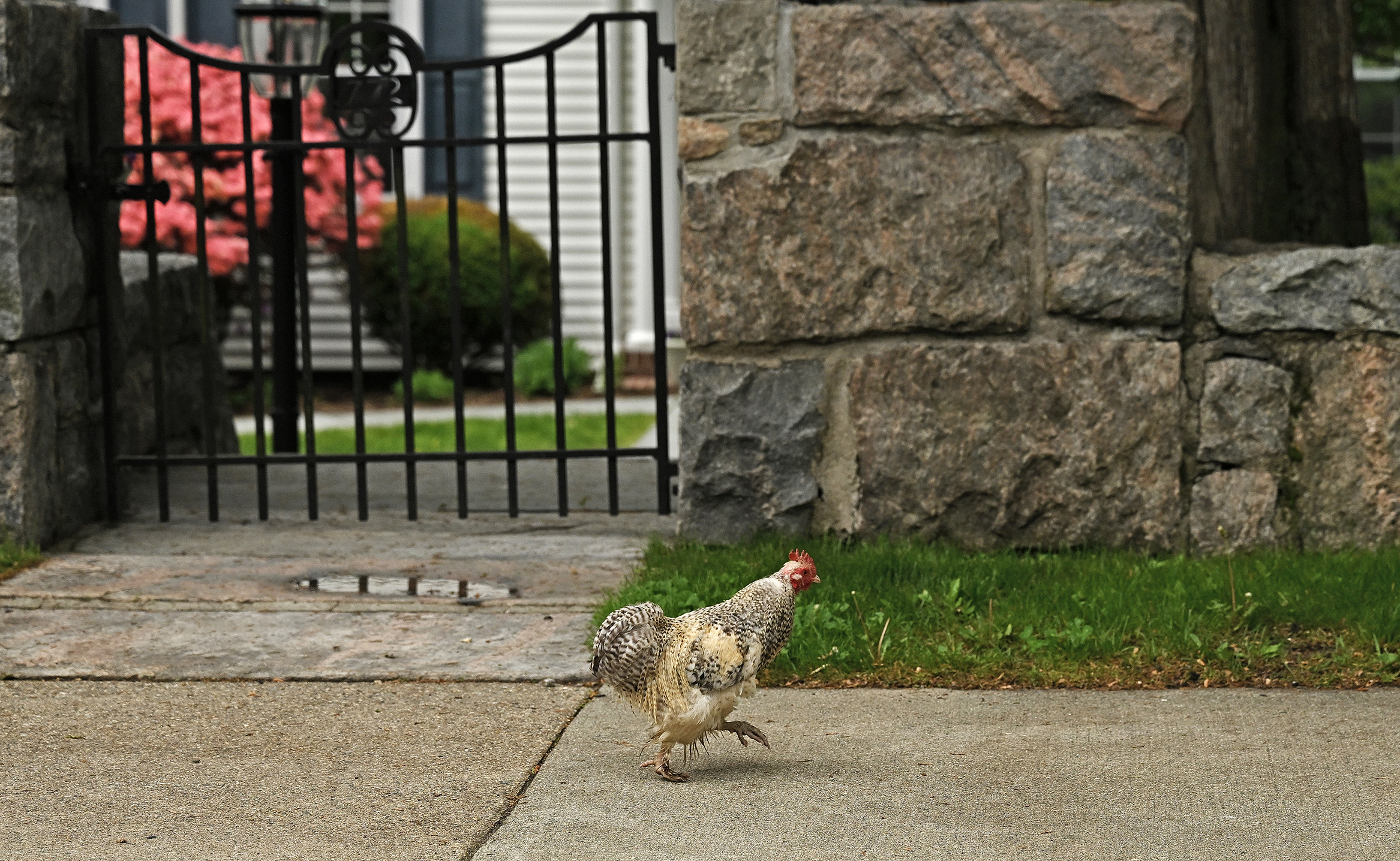 A chicken walks along a sidewalk in front of a stone wall and iron gate.