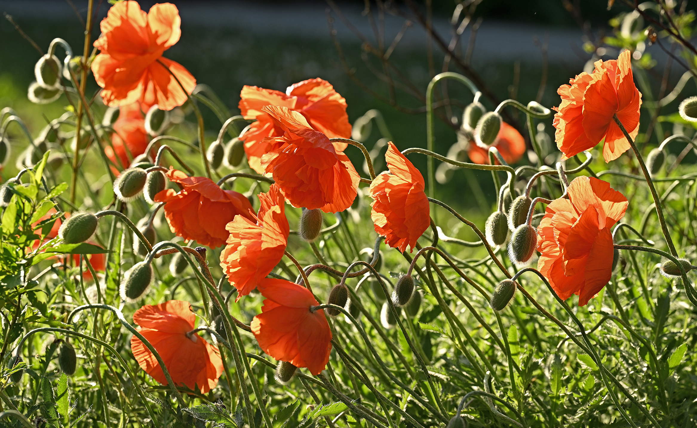 Bright orange/red poppies bloom in the sun.