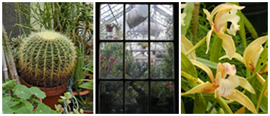 Picture of plants in the greenhouse.